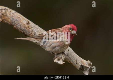 Cassin's Finch (Haemorhous cassinii) Mono County California USA Stockfoto