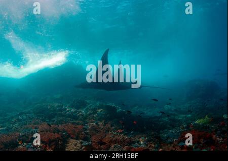 Riff Manta Ray, Mobula alfredi, als verwundbar eingestuft, Schwimmen in Flachgewässern je nach Insel, Tauchplatz in der Manta Alley, Padar Island, Komodo Nationalpark, I. Stockfoto