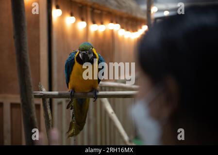 Bangkok, Thailand. 12. Aug. 2023. Auf der Ausstellung „PET EXPO CHAMPIONSHIP 2023" im Queen Sirikit National Convention Center, Ratchadaphisek Road, Bangkok, wurden am 12. August 2023 Papageienarten ausgestellt. (Kreditbild: © Teera Noisakran/Pacific Press via ZUMA Press Wire) NUR REDAKTIONELLE VERWENDUNG! Nicht für den kommerziellen GEBRAUCH! Stockfoto