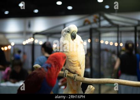 Bangkok, Thailand. 12. Aug. 2023. Auf der Ausstellung „PET EXPO CHAMPIONSHIP 2023" im Queen Sirikit National Convention Center, Ratchadaphisek Road, Bangkok, wurden am 12. August 2023 Papageienarten ausgestellt. (Kreditbild: © Teera Noisakran/Pacific Press via ZUMA Press Wire) NUR REDAKTIONELLE VERWENDUNG! Nicht für den kommerziellen GEBRAUCH! Stockfoto