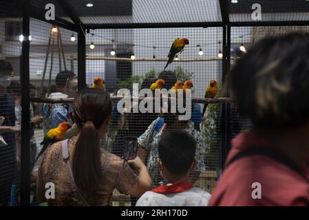 Bangkok, Thailand. 12. Aug. 2023. Auf der Ausstellung „PET EXPO CHAMPIONSHIP 2023" im Queen Sirikit National Convention Center, Ratchadaphisek Road, Bangkok, wurden am 12. August 2023 Papageienarten ausgestellt. (Kreditbild: © Teera Noisakran/Pacific Press via ZUMA Press Wire) NUR REDAKTIONELLE VERWENDUNG! Nicht für den kommerziellen GEBRAUCH! Stockfoto