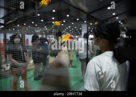 Bangkok, Thailand. 12. Aug. 2023. Auf der Ausstellung „PET EXPO CHAMPIONSHIP 2023" im Queen Sirikit National Convention Center, Ratchadaphisek Road, Bangkok, wurden am 12. August 2023 Papageienarten ausgestellt. (Kreditbild: © Teera Noisakran/Pacific Press via ZUMA Press Wire) NUR REDAKTIONELLE VERWENDUNG! Nicht für den kommerziellen GEBRAUCH! Stockfoto