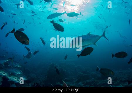 Giant Trevally, Caranx ignobilis, mit Sonne im Hintergrund, Crystal Rock Tauchplatz, Gili Lawa Laut, nördlich von Komodo Island, Komodo Nationalpark, Indone Stockfoto