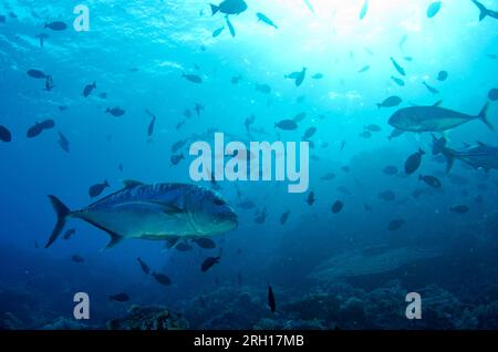 Giant Trevally, Caranx ignobilis, mit Sonne im Hintergrund, Crystal Rock Tauchplatz, Gili Lawa Laut, nördlich von Komodo Island, Komodo Nationalpark, Indone Stockfoto