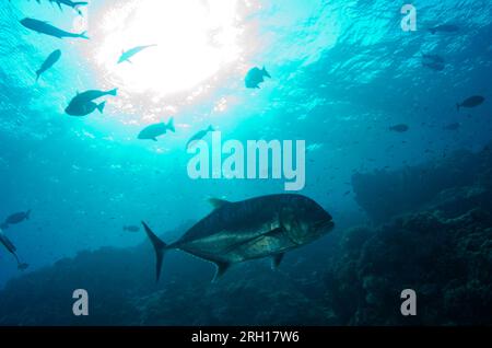 Giant Trevally, Caranx ignobilis, mit Sonne im Hintergrund, Crystal Rock Tauchplatz, Gili Lawa Laut, nördlich von Komodo Island, Komodo Nationalpark, Indone Stockfoto