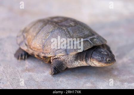 Die afrikanische Schildkröte, auch bekannt als afrikanische Helmschildkröte, Sumpfterrapin und Krokodilschildkröte. Stockfoto