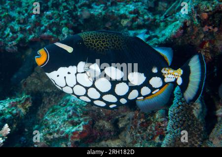 Clown Triggerfish, Balistoides conspicillum, Fish Bowl Dive Site, Gili Lawa Laut, nördlich von Komodo Island, Komodo National Park, Indonesien Stockfoto