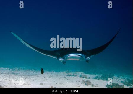 Riff Manta Ray, Mobula alfredi, als verwundbar eingestuft, Schwimmen in Flachgewässern je nach Insel, Tauchplatz in der Manta Alley, Padar Island, Komodo Nationalpark, I. Stockfoto