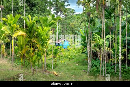 Ein vertrautes Bild in einem vietnamesischen Dorf. Das kleine Haus ist von einem üppigen Garten mit Areka-Bäumen umgeben Stockfoto