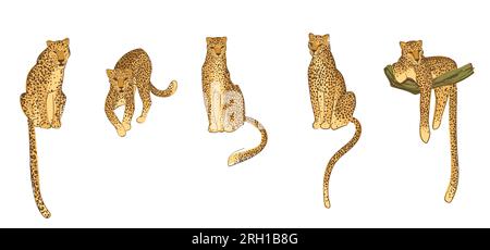 Set aus handgezeichneten Leoparden. Vektorillustration. Stock Vektor