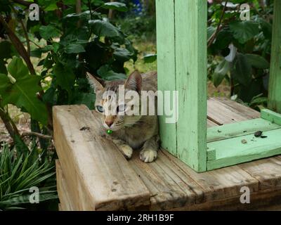 Tabby-Katze ruht mit grünem Holzkasten im Garten, süßes Kätzchen-Verhalten Stockfoto