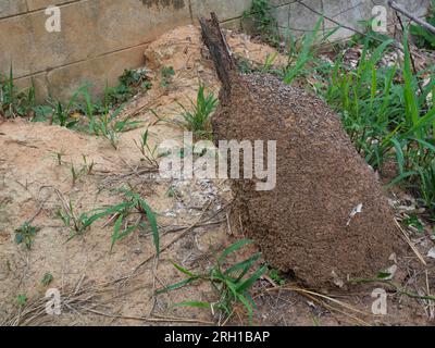 Termitenhügel auf unbefestigtem Land, hügelförmiger Insektenlebensraum, Thailand Stockfoto