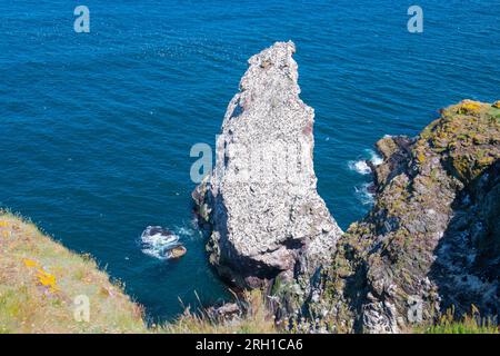 St. Abbs Head Küstenklippen Luftaufnahme im Sommer in der Nähe des Dorfes St. Abbs, Berwickshire, Schottland, Großbritannien. Stockfoto