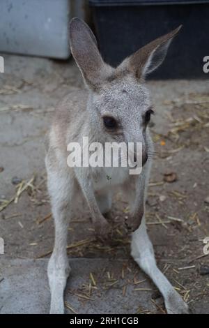 Nahaufnahme eines jungen joey-Kängurus (Makropus giganteus), eines australischen Beutels, in einem Känguru-Schutzgebiet in queensland, australien Stockfoto