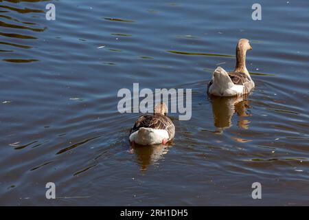 Gänse, die im Park spazieren, im Sommer graue Gänse auf der Straße, Gans Stockfoto