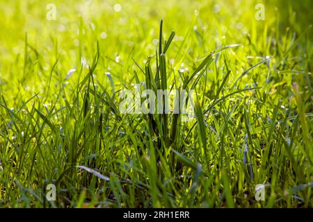 Ein Teil des Feldes, auf dem grünes Gras wächst, grünes Gras wächst im Sommer oder im Frühjahr auf dem Feld Stockfoto