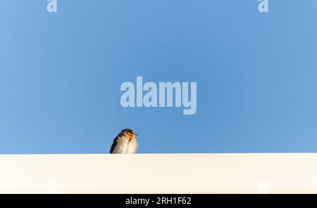 Willkommen-Schwalbe hoch oben auf dem Dach vor dem blauen Himmel. Stockfoto