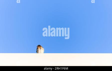 Willkommen-Schwalbe hoch oben auf dem Dach vor dem blauen Himmel. Stockfoto