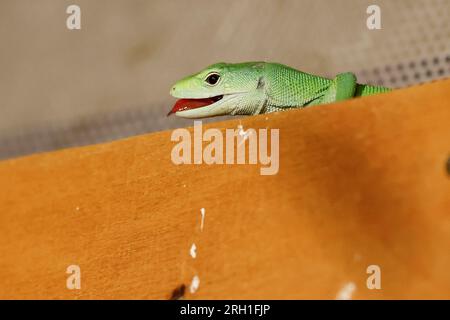 Lauf An Der Pegnitz, Deutschland. 18. Juli 2023. Eine grüne Eidechse ist in einem Haus. Helmut Mägdefrau hat mehrere dieser Reptilien in seinem Haus in Bayern. Tiere wie diese haben viele Fans, aber manchmal werden sie zu leichtfertig gekauft. (Zu dpa: "Reptilien als Haustiere - Faszination für Konsequenzen") Kredit: Daniel Löb/dpa/Alamy Live News Stockfoto