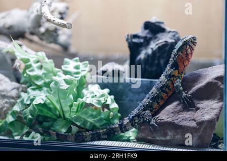 Lauf An Der Pegnitz, Deutschland. 18. Juli 2023. Eine chinesische Krokodilschwanz-Buckelechse in ihrem Gehege im Haus Helmut Mägdefrau in Bayern. Tiere wie diese haben viele Fans, aber manchmal werden sie zu leichtfertig gekauft. (Zu dpa: "Reptilien als Haustiere - Faszination für Konsequenzen") Kredit: Daniel Löb/dpa/Alamy Live News Stockfoto