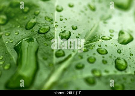 Regen tropft auf frischem Blatt. Naturkonzept. Umweltschutz und nachhaltige Ressourcen. Stockfoto