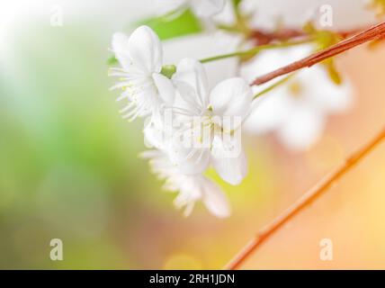 Kirschblütenbaum vor grünem Naturhintergrund. Frühlingshintergrund. Stockfoto