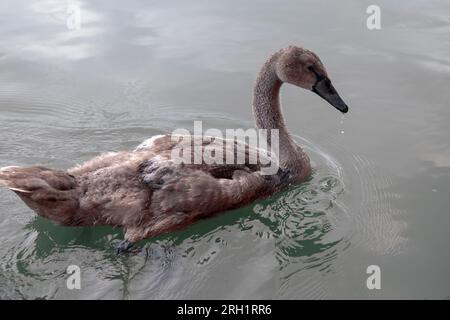 Porträt eines Cygnet Stockfoto