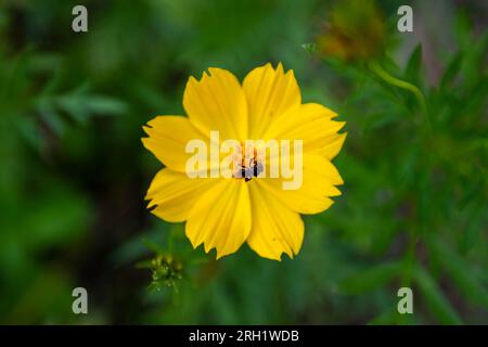 Eine Meliponini Honigbiene sammelt Nektar von Blüten, die in der Bienenzucht Meliponini, dem Bangek River, Padang City, West Sumatra blühen. Stockfoto