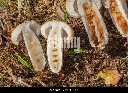 Stinkender Russula, Stinkkremla (Russula foetens) Stockfoto