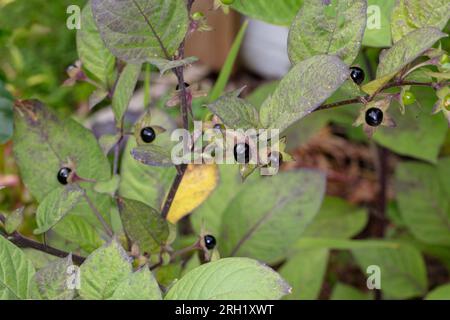 Tödlicher Nachtschatten, Belladonna (Atropa belladonna) Stockfoto