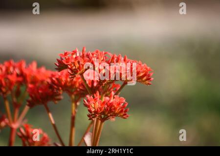 Luftpflanze (Kalanchoe pinnata) in Blüte: (Pix Sanjiv Shukla) Stockfoto