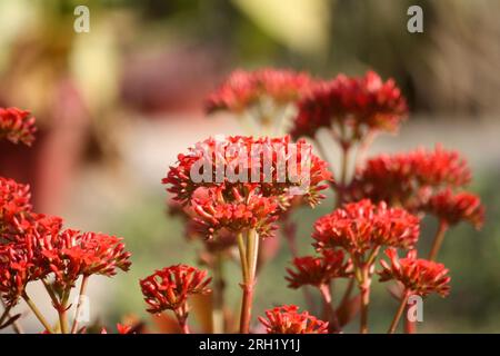 Luftpflanze (Kalanchoe pinnata) in Blüte: (Pix Sanjiv Shukla) Stockfoto