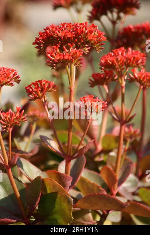 Luftpflanze (Kalanchoe pinnata) in Blüte: (Pix Sanjiv Shukla) Stockfoto