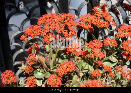 Luftpflanze (Kalanchoe pinnata) in Blüte: (Pix Sanjiv Shukla) Stockfoto