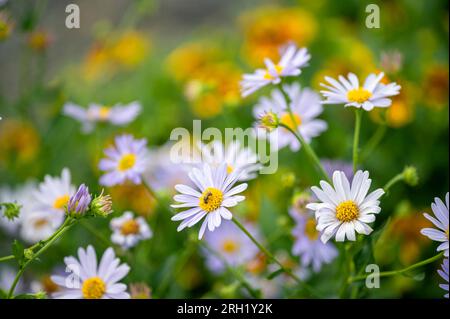 Fröhlicher shasta Gänseblümchen Grünes Bokeh Garten Hintergrund Stockfoto