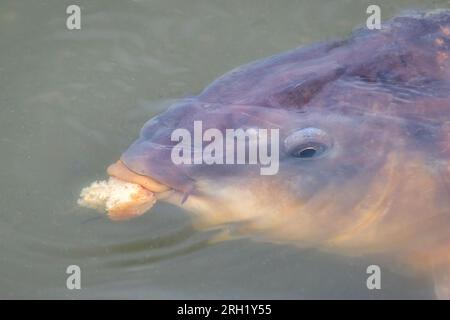 Ein sehr nahes Foto eines gewöhnlichen Karpfens, Cyprinus carpio, der die Wasseroberfläche bricht, um ein Stück Brot zu essen, das auf der Oberfläche schwimmt Stockfoto