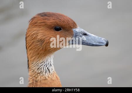 Eine Nahaufnahme des Profils einer vollmundigen Pfeifente, die nur Kopf und Nacken oder den Vogel zeigt Stockfoto