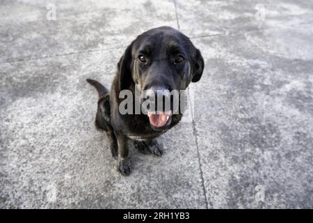Spanischer Mastiffhund mit labrador, Haustiere, Säugetiere Stockfoto