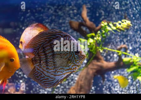 Wunderschöner hellblauer Fisch im Aquarium, Symphysodon Discus. Tropische Fische im Hintergrund von Wasserpflanzen im Ozeanariumpool Stockfoto