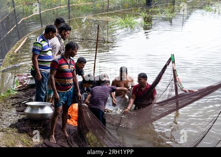 Munshiganj, Dhaka, Bangladesch. 13. Aug. 2023. Fischer fangen Fische in einem Teich in Munshiganj, Bangladesch. Sie wenden traditionelle Methoden an, indem sie ein riesiges Netz werfen, das eine Handvoll winziger Fische fängt. Nachdem sie das Netz in einem Halbkreis vom Ufer fallen ließen, waten sie in das flache Wasser des Teichs und ziehen es so weit wie möglich. Die Fischzucht machte viele Menschen finanziell zahlungsfähig, förderte ihre soziale würde und leistete einen Beitrag zur Deckung der Nachfrage nach tierischem Eiweiß im ganzen Land. Kredit: ZUMA Press, Inc./Alamy Live News Stockfoto