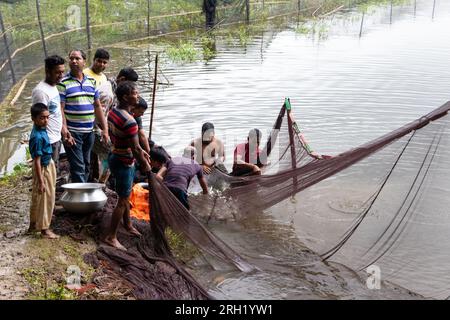 Munshiganj, Dhaka, Bangladesch. 13. Aug. 2023. Fischer fangen Fische in einem Teich in Munshiganj, Bangladesch. Sie wenden traditionelle Methoden an, indem sie ein riesiges Netz werfen, das eine Handvoll winziger Fische fängt. Nachdem sie das Netz in einem Halbkreis vom Ufer fallen ließen, waten sie in das flache Wasser des Teichs und ziehen es so weit wie möglich. Die Fischzucht machte viele Menschen finanziell zahlungsfähig, förderte ihre soziale würde und leistete einen Beitrag zur Deckung der Nachfrage nach tierischem Eiweiß im ganzen Land. Kredit: ZUMA Press, Inc./Alamy Live News Stockfoto