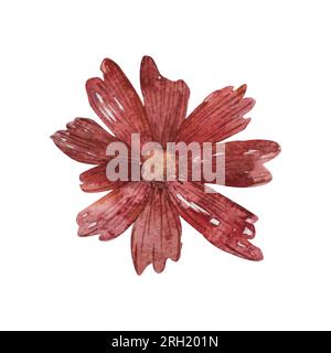 Aquarelle Darstellung einer Blume in Burgunderfarbe. Isoliertes Objekt auf weißem Hintergrund. Botanischer Clipart zum Entwerfen von Herbstbroschüren Stockfoto