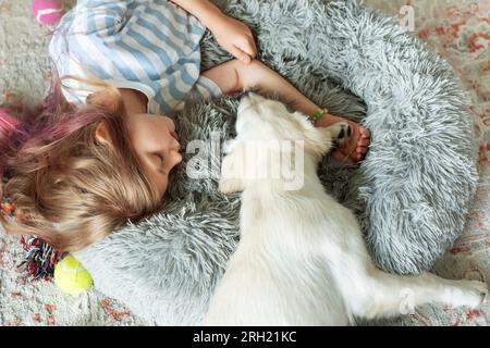 Ein kleines Mädchen, das zu Hause mit einem Golden Retriever Welpen spielt. Freunde zu Hause. Stockfoto