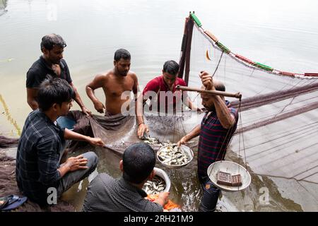 Munshiganj, Dhaka, Bangladesch. 13. Aug. 2023. Fischer fangen Fische in einem Teich in Munshiganj, Bangladesch. Sie wenden traditionelle Methoden an, indem sie ein riesiges Netz werfen, das eine Handvoll winziger Fische fängt. Nachdem sie das Netz in einem Halbkreis vom Ufer fallen ließen, waten sie in das flache Wasser des Teichs und ziehen es so weit wie möglich. Die Fischzucht machte viele Menschen finanziell zahlungsfähig, förderte ihre soziale würde und leistete einen Beitrag zur Deckung der Nachfrage nach tierischem Eiweiß im ganzen Land. Kredit: ZUMA Press, Inc./Alamy Live News Stockfoto