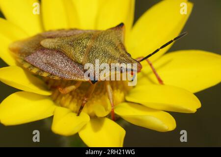 Natürliche Nahaufnahme auf einem farbenfrohen mediterranen Schildkäfer Carpocoris mediterraneus ssp. atlanticus, sitzt auf einer gelben Blume Stockfoto