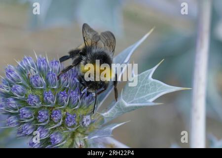 Detaillierte Nahaufnahme auf einer pelzigen Hummel mit weißem Schwanz, Bombus lucorum auf einer blauen Küsteneryngo-Blume Stockfoto