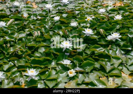 Duftende Weißwasserlilien Blüten und Blätter auf der Wasseroberfläche. Nymphaea odorata Wasserpflanzen im Teich. Stockfoto