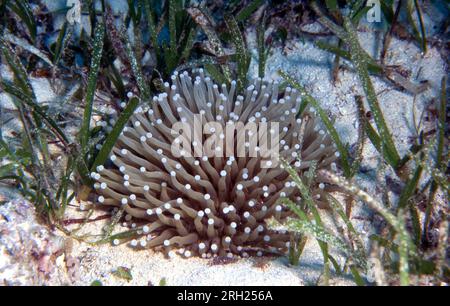 Lange Tentakelkorallen (Heliofungia actiniformis) aus dem Seegrasbett in Cabilao, Philippinen. Stockfoto