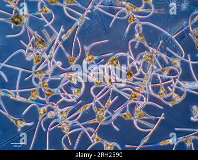 Planktonische Dinoflagellate der Gattung Ceratium aus Küstengewässern Südwestnorwegens. Stockfoto
