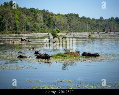 Das Bild zeigt eine Gruppe von Wasserbüffeln, die sich inmitten eines flachen, sumpfigen kambodschanischen Sees versammeln, mit Landschaftsblick. Stockfoto